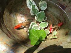 IMG_2265.jpg