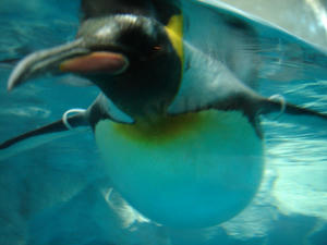 ペンギン