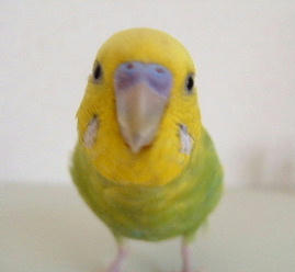 qoo001.JPG