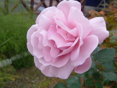 rosa-p.JPG