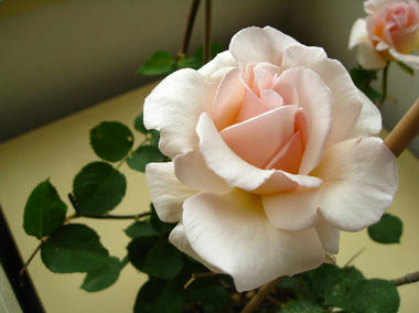 rosa-o1.JPG