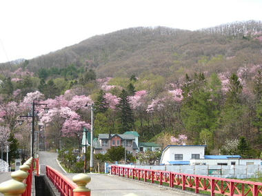 sakura33.JPG