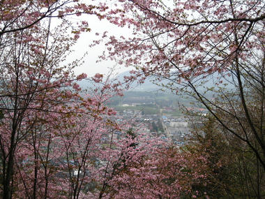 sakura44.JPG