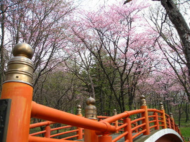 sakura55.JPG