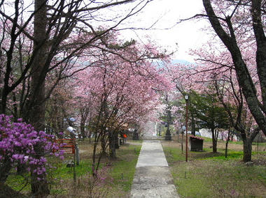 sakura99.JPG