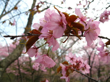 sakura66.JPG