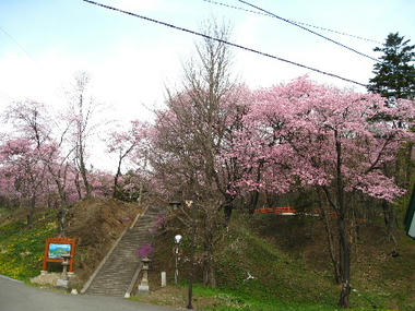sakura77.JPG