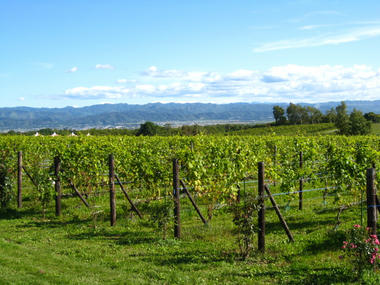 owine4.JPG