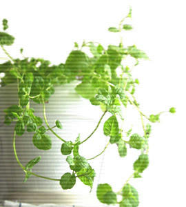 mint12.jpg