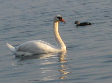 swan.JPG