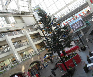 tree-k.JPG
