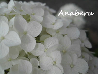 Anaberu1.JPG