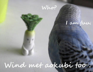 fuu-aokubi.JPG
