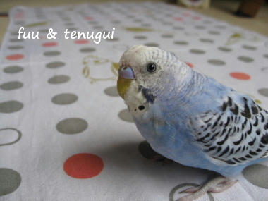 tenugui45.JPG
