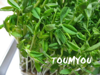 toumyou.JPG