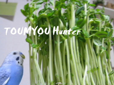 Hunter-t.JPG