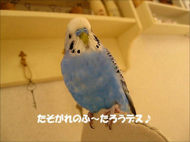 fuu-talktasogare.jpg