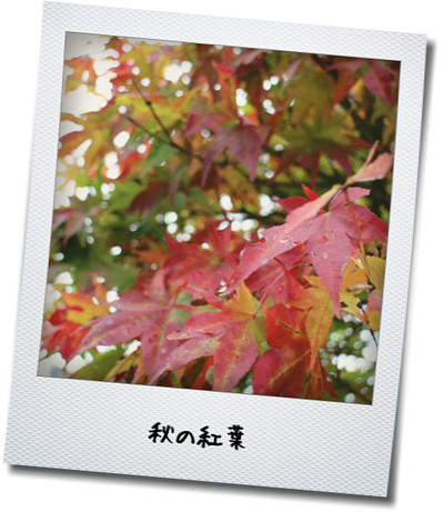 momiji.jpg