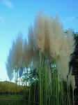 SBCA1042.JPG