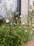 IMG_3871.JPG