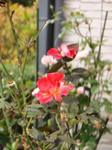 IMG_3883.JPG
