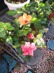 IMG_4040.JPG