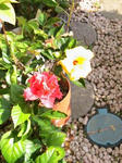 IMG_4100.JPG