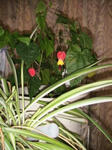 IMG_4238.JPG