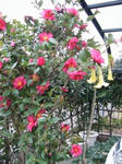 IMG_4250.JPG