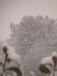 IMG_4433.JPG