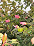 IMG_4463.JPG