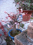 IMG_4534.JPG