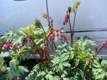 IMG_4651.JPG