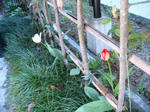 IMG_4656.JPG