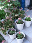 IMG_4707.JPG