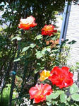 IMG_4834.JPG