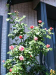 IMG_4839.JPG