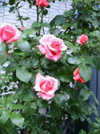 IMG_4844.JPG