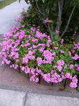 IMG_4841.JPG