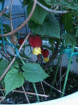 IMG_4875.JPG