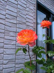 IMG_4887.JPG