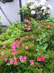 IMG_4894.JPG