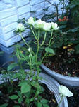 IMG_4927.JPG