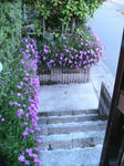 IMG_4929.JPG
