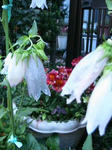 IMG_4936.JPG