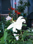 IMG_5020.JPG