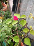 IMG_5128.JPG