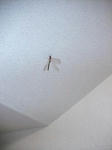 IMG_5174.JPG