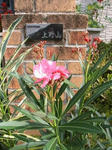 IMG_5172.JPG