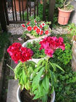 IMG_5262.JPG